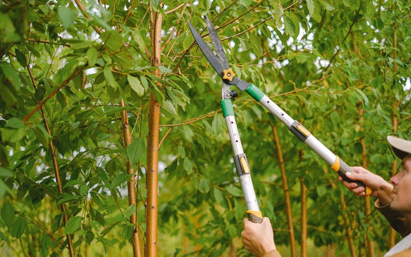 Tree trimming in Hillsboro, KY